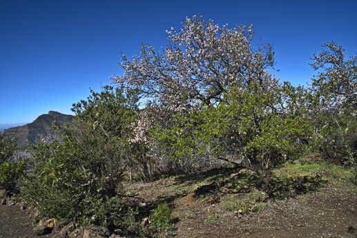 3 feb 2021 Fioritura mandorli